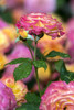Floribunda Roses (Rosa), 'garden Delight' Rosaceae, New York Botanical Garden; Bronx, New York, United States Of America Poster Print by F. M. Kearney / Design Pics - Item # VARDPI12329311