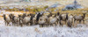 Gang of bull elk (Cervus canadensis) and cow elk standing in a field with frost; Denver, Colorado, United States of America Poster Print by Vic Schendel / Design Pics - Item # VARDPI12555781