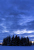A grouping of snow-covered evergreen trees in a snow-covered field with cloud cover at dusk; Calgary, Alberta, Canada Poster Print by Michael Interisano / Design Pics - Item # VARDPI12533019