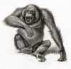 A Bornean Orangutan, Pongo Pygmaeus, Also Spelled Orang-Utan, Orangutang, Or Orang-Utang.  From Meyers Lexicon, Published 1924. Poster Print by Ken Welsh / Design Pics - Item # VARDPI12323807