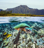 [Dc] Hawaii, Oahu, Split Image Of A Hawksbill Turtle (Eretmochelys Imbricata) And Raccoon Butterflyfish, Mountain Range Above Poster Print by Dave Fleetham / Design Pics - Item # VARDPI1993463