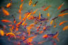 A stylized image of Ornamental Koi fish (Cyprinus carpio) at one of the ponds in the Buddha Eden Garden; Carvalhal, Portugal Poster Print by Dave Fleetham / Design Pics - Item # VARDPI12513776