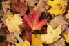 Close-up of autumn coloured maple leaves on the ground, White Mountain National Forest; New England, United States of America Poster Print by Jenna Szerlag / Design Pics - Item # VARDPI12509819