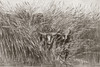 Native Boy Leading Water Buffalo Through Tall Grass In South Africa In The 19th Century. From L'univers Illustre, Published 1866. Poster Print by Ken Welsh / Design Pics - Item # VARDPI12280383