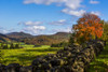 Landscape of autumn coloured forests on the hills and a stone wall across a field in the foreground; Iron Hill, Quebec, Canada Poster Print by David Chapman / Design Pics - Item # VARDPI12510876