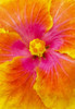 Close-Up Macro Shot Of A Beautiful Orange, Pink And Yellow Hibiscus Flower; Honolulu, Oahu, Hawaii, United States Of America Poster Print by Brandon Tabiolo / Design Pics - Item # VARDPI12325691