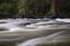 Leigh Creek is nestled among the pines at the bottom of Leigh Canyon in Bighorn National Forest; Wyoming, United States of America Poster Print by Debra Brash / Design Pics - Item # VARDPI12514111
