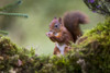 Red Squirrel (Sciurus vulgaris) eating a nut from it's hands while standing on a moss covered rock; Dumfries and Galloway, Scotland Poster Print by Roger Coan / Design Pics - Item # VARDPI12510422