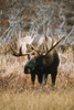Bull Moose (Alces alces) grazing in the mountains in autumn, Chugach State Park, Southcentral Alaska; Alaska, United States of America Poster Print by Tom Soucek / Design Pics - Item # VARDPI2123695