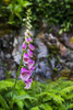A Pink Foxglove (Digitalis Purpurea) Flower In Bloom With Ferns Among The Ground, Butchart Gardens; Victoria, British Columbia, Canada Poster Print by Leah Bignell / Design Pics - Item # VARDPI12329614