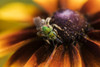 A bicolored striped-sweat bee (Agapostemon virescens) pollinates Black-eyed Susan blossoms; Astoria, Oregon, United States of America Poster Print by Robert L. Potts / Design Pics - Item # VARDPI12538508