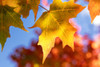 Close-up of golden leaves on a tree against a blue sky in autumn, White Mountains National Forest; New England, United States of America Poster Print by Jenna Szerlag / Design Pics - Item # VARDPI12509830