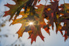 Sun Shining Through Autumn-Colored Oak Leaves (Fagaceae) (Quercus Rubra), Central Park; New York City, New York, United States Of America Poster Print by F. M. Kearney / Design Pics - Item # VARDPI12329305