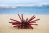 A Red Slate Pencil Urchin (Heterocentrotus Mamillatus) Sounds On The Sand At The Beach; Honolulu, Oahu, Hawaii, United States Of America Poster Print by Brandon Tabiolo / Design Pics - Item # VARDPI12326356
