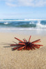 A Red Slate Pencil Urchin (Heterocentrotus Mamillatus) Sounds On The Sand At The Beach; Honolulu, Oahu, Hawaii, United States Of America Poster Print by Brandon Tabiolo / Design Pics - Item # VARDPI12326355