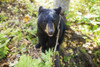 Black Bear (Ursus Americanus) Standing Among The Plants And Shrubs In A Forest, South-Central Alaska; Alaska, United States Of America Poster Print by Charles Vandergaw / Design Pics - Item # VARDPI12318003