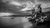 Long exposure of driftwood at the water's edge and a view of the Vancouver coastline at Stanley Park; Vancouver, British Columbia, Canada Poster Print by Aaron Von Hagen / Design Pics - Item # VARDPI12515835