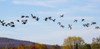 Canada geese (Branta canadensis) in flight in a blue sky with cloud and autumn coloured foliage on the hills below; Fulford, Quebec, Canada Poster Print by David Chapman / Design Pics - Item # VARDPI12510879