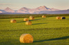 Hale bales in a cut field at sunrise with foothills and mountain range in the background and a blue sky, West of Calgary; Alberta, Canada Poster Print by Michael Interisano / Design Pics - Item # VARDPI12510843