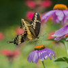 Close-up of a Giant Swallowtail butterfly (Papilio cresphontes) resting on a Purple Coneflower (Echinacea purpurea); Redbridge, Ontario, Canada Poster Print by Julie DeRoche / Design Pics - Item # VARDPI12388211