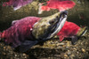 Underwater View Of A Male Sockeye Salmon (Oncorhynchus Nerka) In Power Creek Near Cordova, Alaska In The Summer; Alaska, United States Of America Poster Print by Thomas Kline / Design Pics - Item # VARDPI12318402