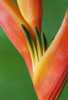 Close-up of a beautiful red and orange blossoming Heliconia flower against a green background; Honolulu, Oahu, Hawaii, United States of America Poster Print by Brandon Tabiolo / Design Pics - Item # VARDPI12351498