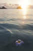 A Single Beautiful Pink Plumeria Flower (Apocynaceae) Floating In The Water Off Lanikai Beach; Honolulu, Oahu, Hawaii, United States Of America Poster Print by Brandon Tabiolo / Design Pics - Item # VARDPI12326370