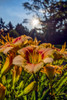 Sun Rising Behind Daylilies (Hemerocallis), 'siloam Cinderella' Hemerocallidaceae, New York Botanical Garden; Bronx, New York, United States Of America Poster Print by F. M. Kearney / Design Pics - Item # VARDPI12329303