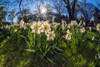 Sun Rising Behind Large-Cup Daffodils (Narcissus), 'manon Lescaut' Amaryllidaceae, New York Botanical Garden; Bronx, New York, United States Of America Poster Print by F. M. Kearney / Design Pics - Item # VARDPI12329299
