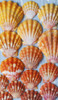 Rare, indigenous Hawaiian red sunrise scallop shells (Langford Pecten) laid out on a blue background; Honolulu, Oahu, Hawaii, United States of America Poster Print by Brandon Tabiolo / Design Pics - Item # VARDPI12351508 Rare, indigenous Hawaiian red sunrise scallop shells (Langford Pecten) laid out on a blue background; Honolulu, Oahu, Hawaii, United States of America Poster Print by Brandon Tabiolo / Design Pics - Item # VARDPI12351508