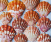 Rare, indigenous Hawaiian red sunrise scallop shells (Langford Pecten) laid out on a blue background; Honolulu, Oahu, Hawaii, United States of America Poster Print by Brandon Tabiolo / Design Pics - Item # VARDPI12351507 Rare, indigenous Hawaiian red sunrise scallop shells (Langford Pecten) laid out on a blue background; Honolulu, Oahu, Hawaii, United States of America Poster Print by Brandon Tabiolo / Design Pics - Item # VARDPI12351507