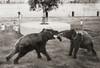 Elephants Fighting.  Their Tusks Have Been Shortened By Their Trainers.  Southern India In The 19th Century.  From Customs Of The World, Published Circa 1913. Poster Print by Ken Welsh / Design Pics - Item # VARDPI12310071