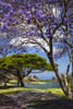 Jacaranda trees in bloom, Big Island Country Club Golf Course, Puwa'awa'a Ranch, North Kona; Pu'uanahulu, Island of Hawaii, Hawaii, United States of America Poster Print by Peter French / Design Pics - Item # VARDPI12530910