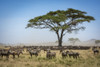 Confusion of Blue wildebeest (Connochaetes taurinus) standing under acacia with a herd of Plains zebra (Equus quagga) close by, Serengeti National Park; Tanzania Poster Print by Nick Dale / Design Pics - Item # VARDPI12554303