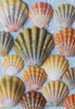 Beautiful rare indigenous Hawaiian sunrise scallop shells (Langford Pecten) laid out on a blue background; Honolulu, Oahu, Hawaii, United States of America Poster Print by Brandon Tabiolo / Design Pics - Item # VARDPI12351504