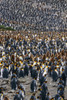 Large colony of King penguins (Aptenodytes patagonicus) and chicks, often called 'Oakum boys' because of their brown down in summer; South Georgia Island, Antarctica Poster Print by Tom Soucek / Design Pics - Item # VARDPI2170482