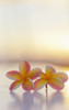 Close-Up Of A Pair Of Beautiful Yellow And Pink Plumeria Flowers (Apocynaceae) With Sunset Lighting The Background; Honolulu, Oahu, Hawaii, United States Of America Poster Print by Brandon Tabiolo / Design Pics - Item # VARDPI12326366