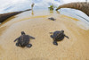 Three Newly Hatched Baby Green Sea Turtles (Chelonia Mydas), An Endangered Species, Makes Thier Way Across The Beach To The Ocean Off The Island Of Yap; Yap, Micronesia Poster Print by Dave Fleetham / Design Pics - Item # VARDPI12304361