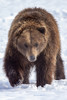 Large male Brown bear (Ursus arctos) walks towards camera in snow, captive at Alaska Wildlife Conservation Center, South-central Alaska; Alaska, United States of America Poster Print by Doug Lindstrand / Design Pics - Item # VARDPI12550762
