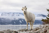Dall sheep ewe (Ovis dalli) on the rocky hillside overlooking Turnagain Arm and near the Seward Highway at MP 107 in the winter with snow; Alaska, United States of America Poster Print by Doug Lindstrand / Design Pics - Item # VARDPI12553637