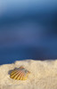 A Rare Rainbow Color Hawaiian Sunrise Scallop Seashell, Also Known As Pecten Langfordi, In The Sand At The Beach At Sunrise; Honolulu, Oahu Hawaii, United States Of America Poster Print by Brandon Tabiolo / Design Pics - Item # VARDPI12326381