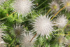 Pulsatilla vulgaris, a poisonous plant in The Alnwick Garden Poison Garden. The Pasque flower is known to cause stomach pain if ingested; Alnwick, Northumberland, England Poster Print by Margaret Whittaker / Design Pics - Item # VARDPI12534254