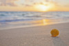 A Rare Yellow Orange Hawaiian Sunrise Scallop Seashell, Also Known As Pecten Langfordi, In The Sand At The Beach At Sunrise; Honolulu, Oahu, Hawaii, United States Of America Poster Print by Brandon Tabiolo / Design Pics - Item # VARDPI12326417