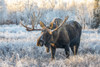 Mature bull moose (Alces alces) standing and feeding in early morning with hoar frost in in the field, South Anchorage, South-central Alaska; Alaska, United States of America Poster Print by Doug Lindstrand / Design Pics - Item # VARDPI12550753