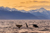 Killer whales (Orcinus orca), also known as Orca, swimming at dusk in the Inside Passage of Lynn Canal with the Chilkat Mountains in the background; Alaska, United States of America Poster Print by John Hyde / Design Pics - Item # VARDPI12549371 Killer whales (Orcinus orca), also known as Orca, swimming at dusk in the Inside Passage of Lynn Canal with the Chilkat Mountains in the background; Alaska, United States of America Poster Print by John Hyde / Design Pics - Item # VARDPI12549371