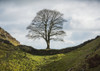 Famous sycamore tree situated Hadrian's Wall commonly known 'Sycamore Gap' tree was named 'tree year' England 2016 Also featured 1991 film 'Robin Hood Prince Thieves'; Northumberland England Margaret Whittaker # VARDPI12528746