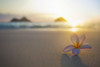 A Pink Plumeria Flower Sits On The Sand Of Lanikai Beach In Kailua With A View Of Mokulua Twin Islands And The Ocean At Sunset In The Distance; Kailua Oahu Hawaii United States Of America Poster by Brandon Tabiolo - Item # VARDPI12325719