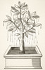 The Tree Of Life Or The Weeping Tree Planted In The States Of Prester John After A 16Th Century Wood Engraving From Science And Literature In The Middle Ages By Paul Lacroix Published London 1878 Poster by Ken Welsh - Item # VARDPI1861914
