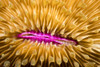 Mouth detail a colourful and healthy Mushroom coral Fungia fungites that is growing a tropical coral reef Philippines Mushroom coral is unique coral world that it does not attach itself to bottom; Philippines Dave Fleetham # VARDPI12513800