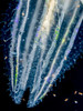 Lobate Ctenophore Or Comb Jelly (Leucothea Multicornis) That Was Photographed Close-Up Several Miles Offshore Of Hawaii Island During A Blackwater Scuba Dive; Island Of Hawaii Hawaii United States Of America Poster Thomas Kline # VARDPI12310880